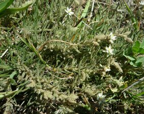 Spergularia villosa Plant